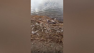 Мертвая рыба на берегу озера Малый Кисегач попала на видео