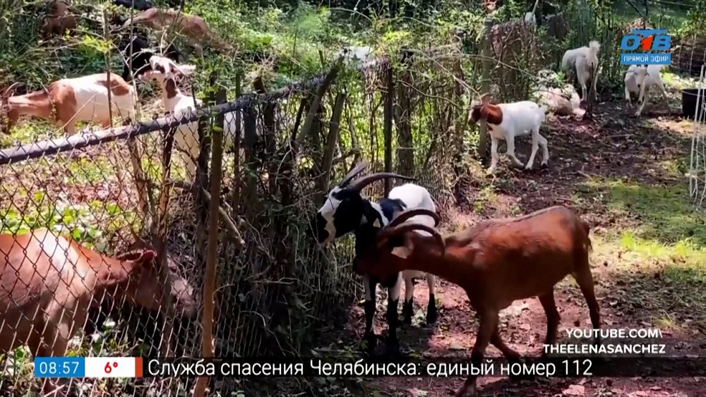 Что ещё сдают в аренду? в сюжете «Оригинальные услуги проката»