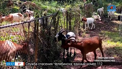 Что ещё сдают в аренду? в сюжете «Оригинальные услуги проката»