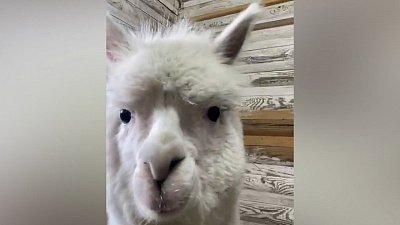 Альпака Дуся в Челябинском зоопарке любуется собой