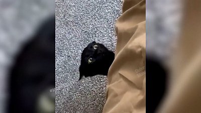 Мех и смех: преследование, реактивный друг и слежка