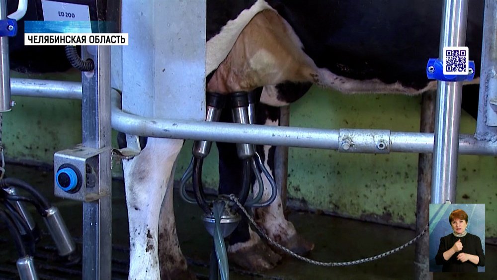 В регионе реконструируют молочную ферму