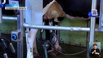 В регионе реконструируют молочную ферму