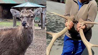 В Челябинском зоопарке отметили день падения последнего рога в сезоне