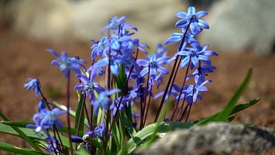 Пришел май — успевай да не зевай! в рубрике «Руки садовода»