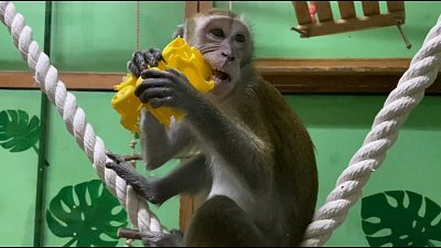 Балансирующих яванских макак показали в Челябинском зоопарке