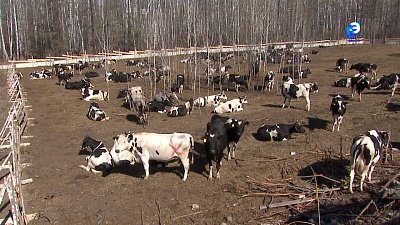 Новую молочную ферму посетила делегация региона