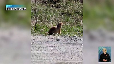 Южноуральцы встречают на дорогах сусликов