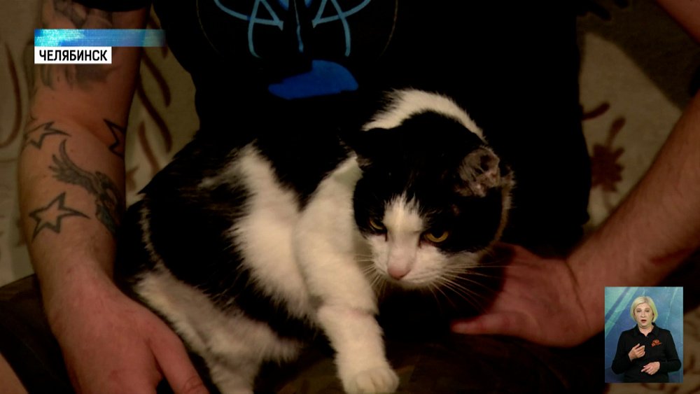 Челябинскому коту собирают деньги на лечение