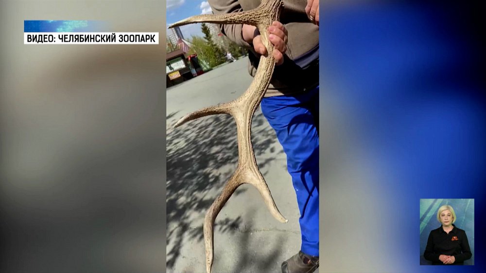 В зоопарке олень сбросил рога