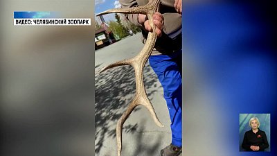 В зоопарке олень сбросил рога