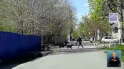 Собаки напали на девушку в Коркино