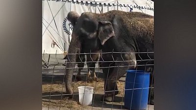 Замучили слонов: жители Златоуста вступились за животных из цирка