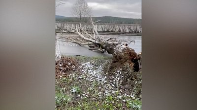 В Златоусте от сильного ветра упало дерево