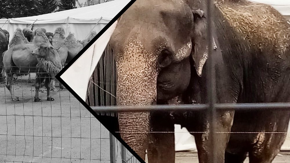 «Слоны истощены и могут умереть»: жители Златоуста выступили против Цирка братьев Гертнер