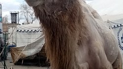 «Слоны истощены и могут умереть»: жители Златоуста выступили против Цирка братьев Гертнер