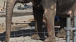 «Слоны истощены и могут умереть»: жители Златоуста выступили против Цирка братьев Гертнер