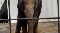 «Слоны истощены и могут умереть»: жители Златоуста выступили против Цирка братьев Гертнер