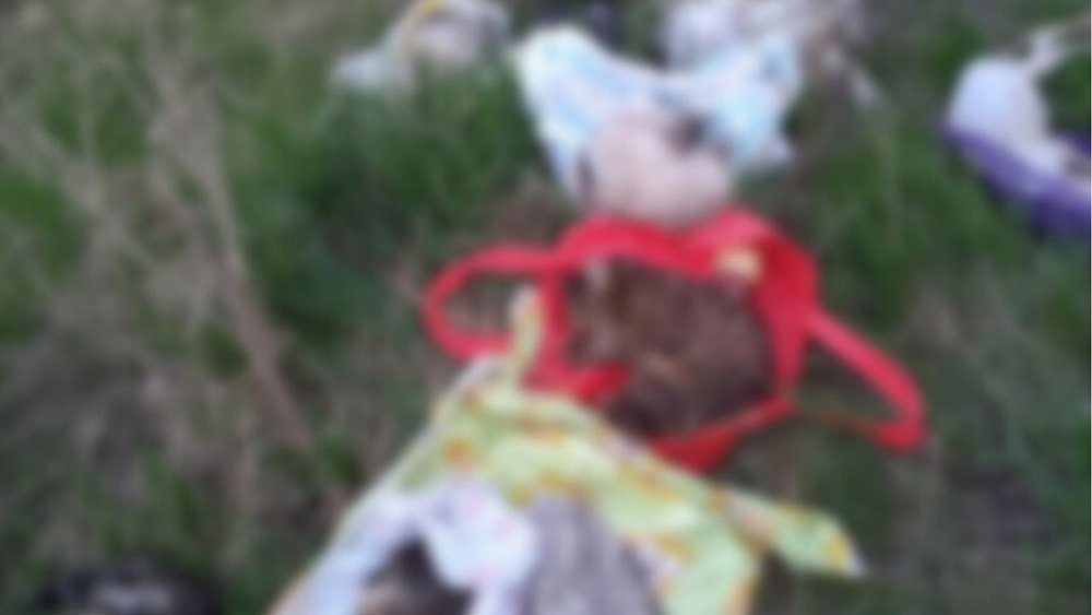 В Магнитогорске установили, кто выбросил пакеты с трупами кошек и собак на пустырь