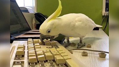 В Челябинском зоопарке показали работу попугая Жоры