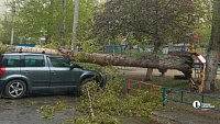 На северо-западе Челябинска дерево упало на припаркованный автомобиль