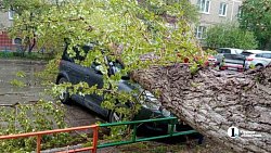На северо-западе Челябинска дерево упало на припаркованный автомобиль