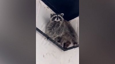 В Челябинске заметили енота на улице