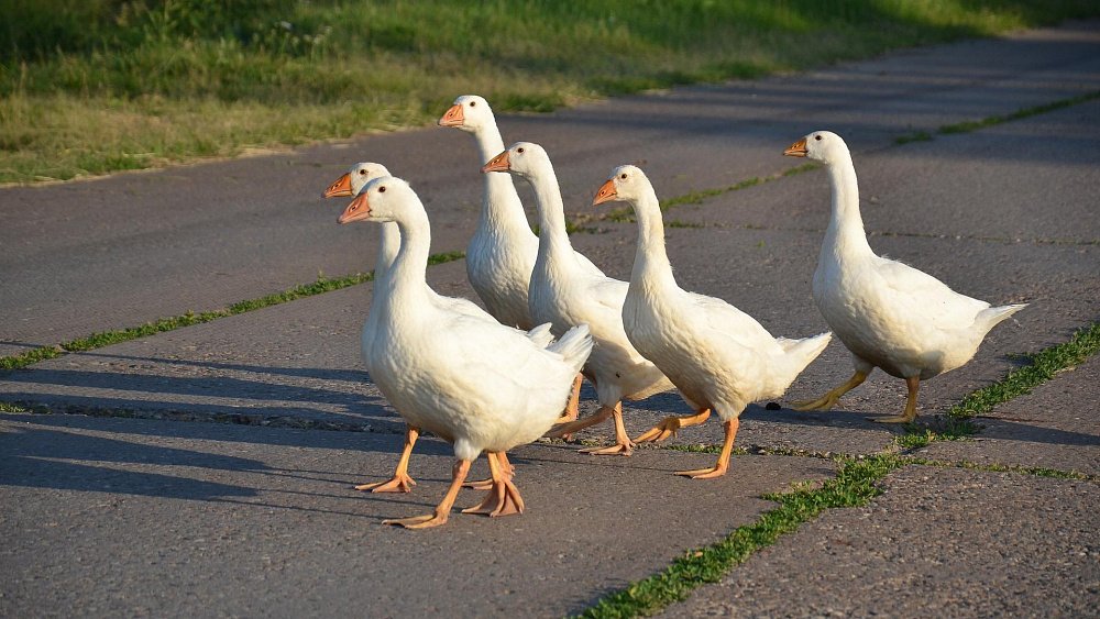 Из Челябинской области не выпустили 100 гусят в Казахстан