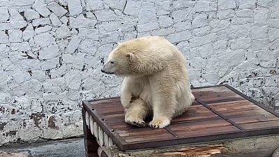 В Челябинском зоопарке показали семейную жизнь Сени и Айриши