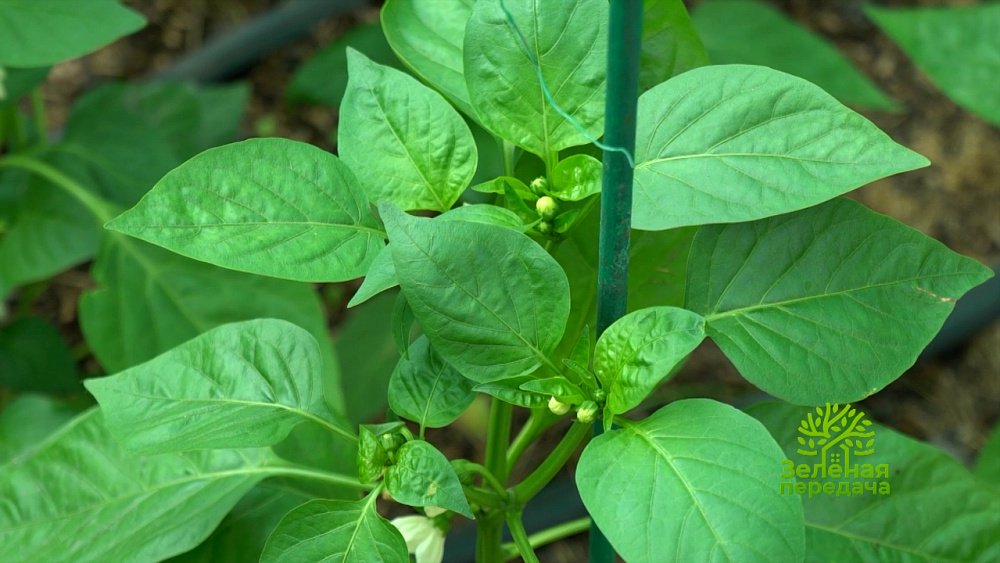 Зеленая передача 12.05.2022