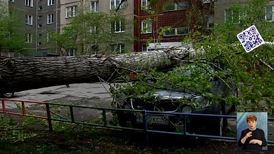 Во дворе Челябинска дерево рухнуло на машину