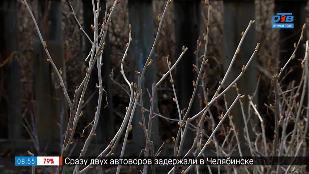 Как ухаживать за черной смородиной ранней весной?