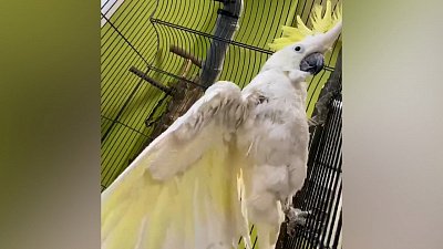 Видео купания попугая Жоры в Челябинском зоопарке