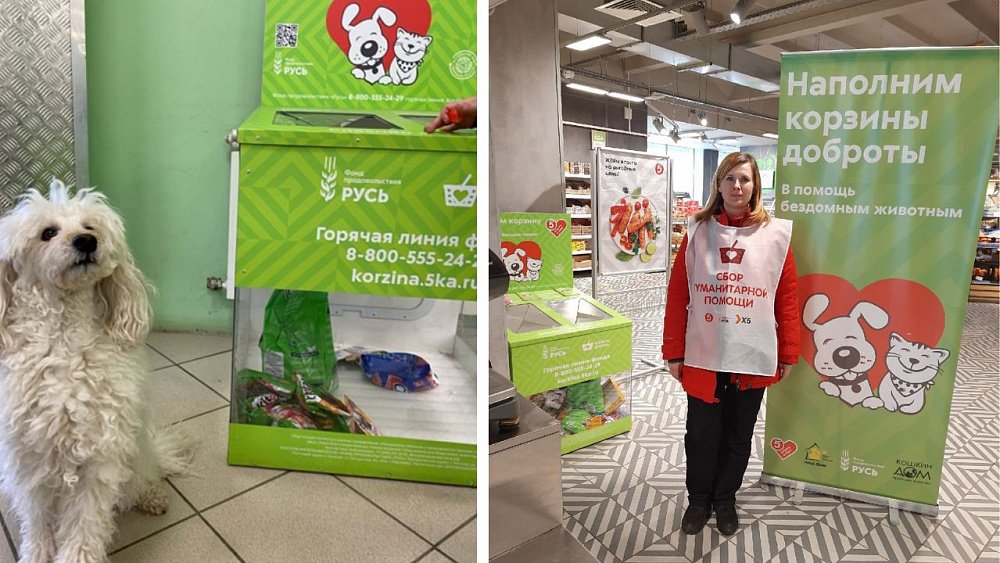 «Пятерочка» поможет бездомным животным в Челябинске