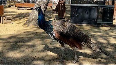 Семь павлинов в Челябинском зоопарке выпустили на свободный выгул