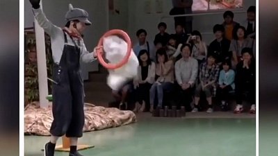 Мех и смех: спецвыпуск с пытающимися прыгнуть котами