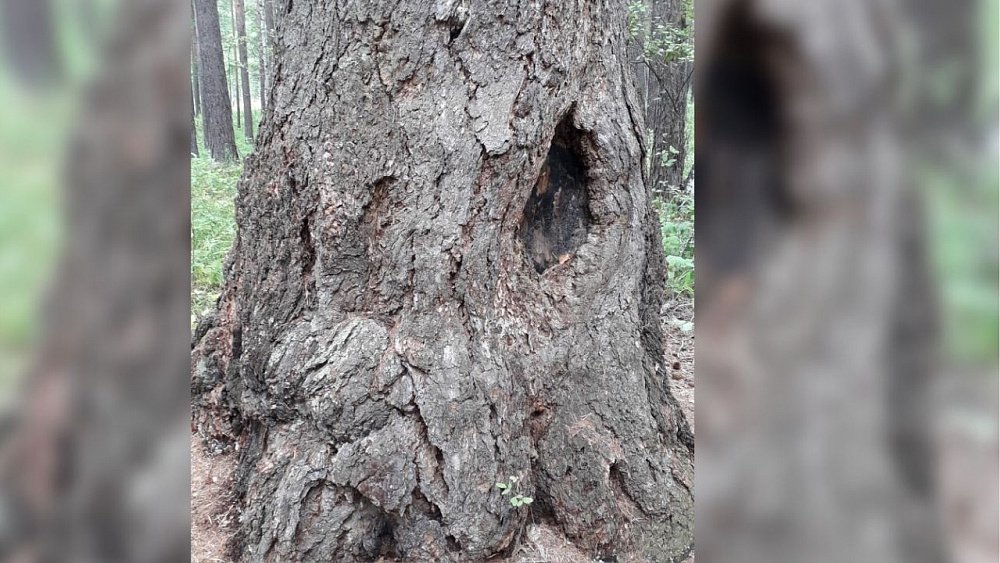 Самая старая лиственница Челябинской области претендует на звание главного дерева страны