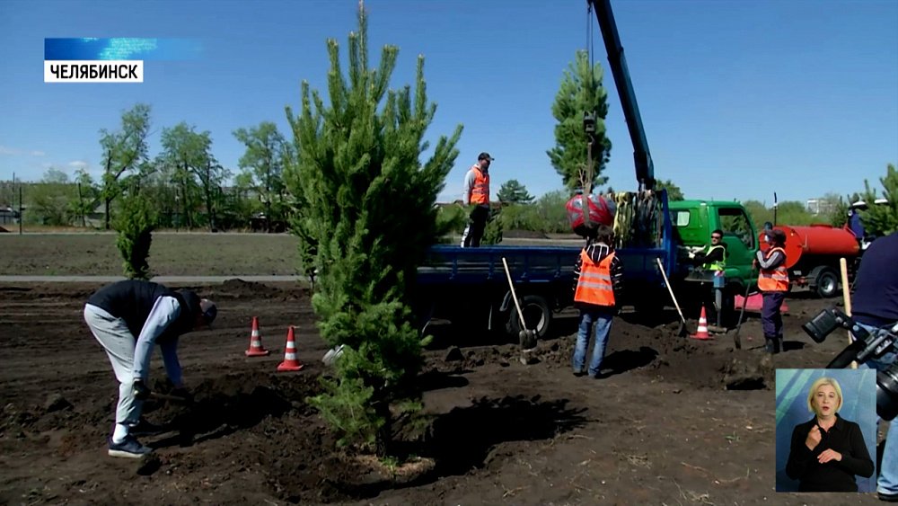 В парке «Дружбы» высадили молодые сосны