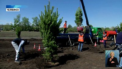 В парке «Дружбы» высадили молодые сосны