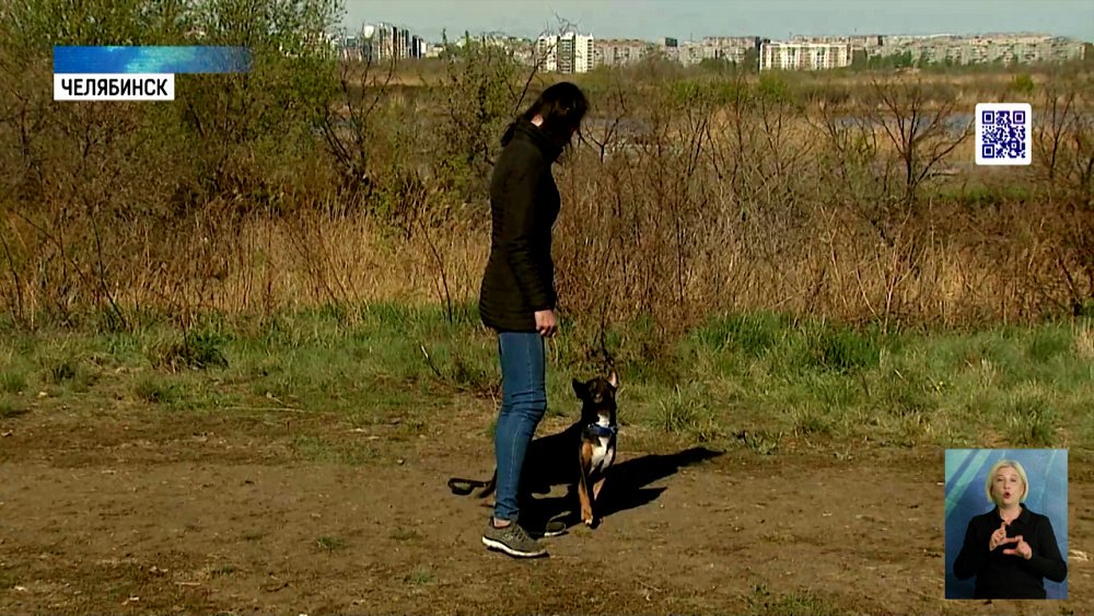 Порода собаки не определяет ее склонность к агрессии