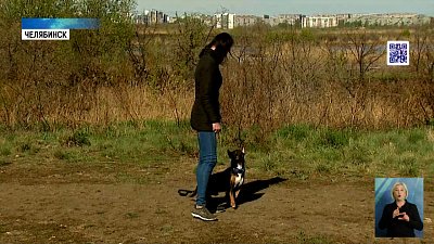 Порода собаки не определяет ее склонность к агрессии