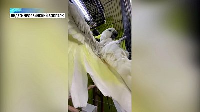 Попугай в зоопарке купается