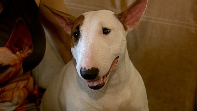 Порода собаки не влияет на уровень ее агрессии