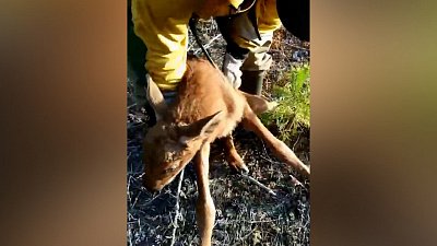 В Тюменской области спасли лосенка из лесного пожара