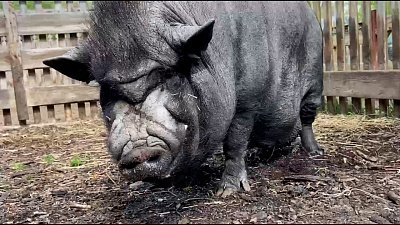 В Челябинском зоопарке хряк Граф искупался в грязи