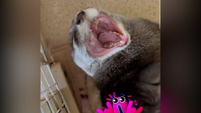 Мех и смех: цветочек, чихающая выдра и нервный пес