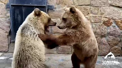 В Челябинском зоопарке встретились медведицы Шкода и Забава