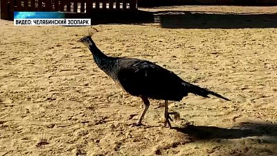 Павлины в зоопарке осматривают территорию