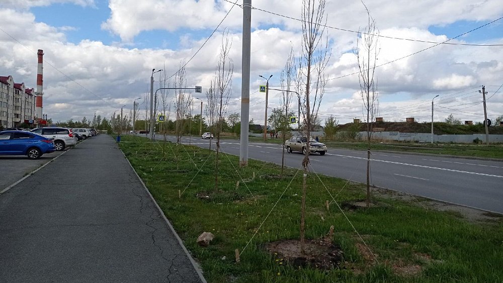 Жители Чурилово сообщили о 50 погибших деревьях вдоль дорог