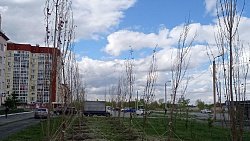 Жители Чурилово сообщили о 50 погибших деревьях вдоль дорог